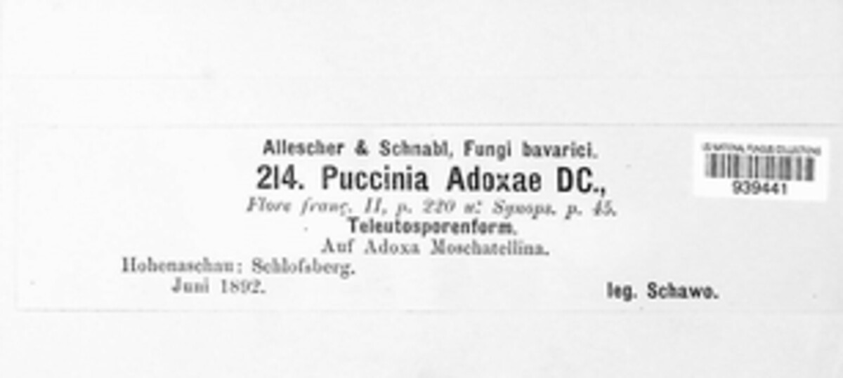 Puccinia adoxae image